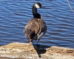 Canada goose (Charles River)