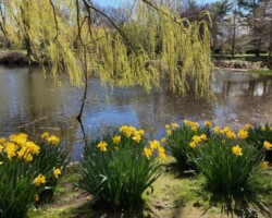 Daffodils at Willow Pond Daffodils at Willow Pond