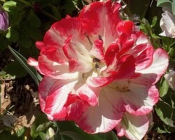 Double Tulip Double Tulip