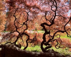 Flaming Japanese Maple Flaming Japanese Maple