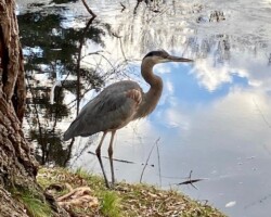 Great Blue Heron (Mt. Auburn  Cemetery) Great Blue Heron (Mt. Auburn Cemetery)