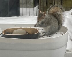 Grey Squirrel (Back Porch) Grey Squirrel (Back Porch)