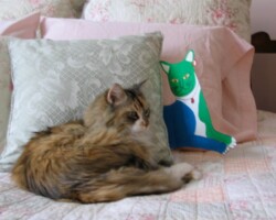 Satcha and Flat Cat