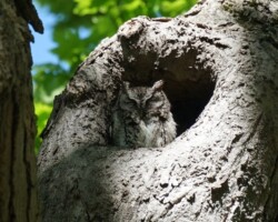 Screech Owl (Mt. Auburn Cemetery) Screech Owl (Mt. Auburn Cemetery)