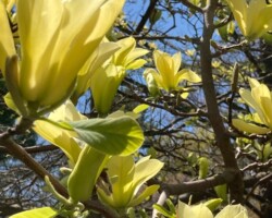 Yellow Magnolia Yellow Magnolia