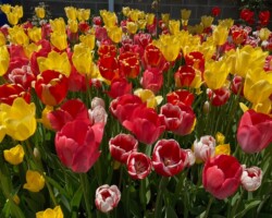 Tulips Galore Spring 2021 Tulips Galore Spring 2021